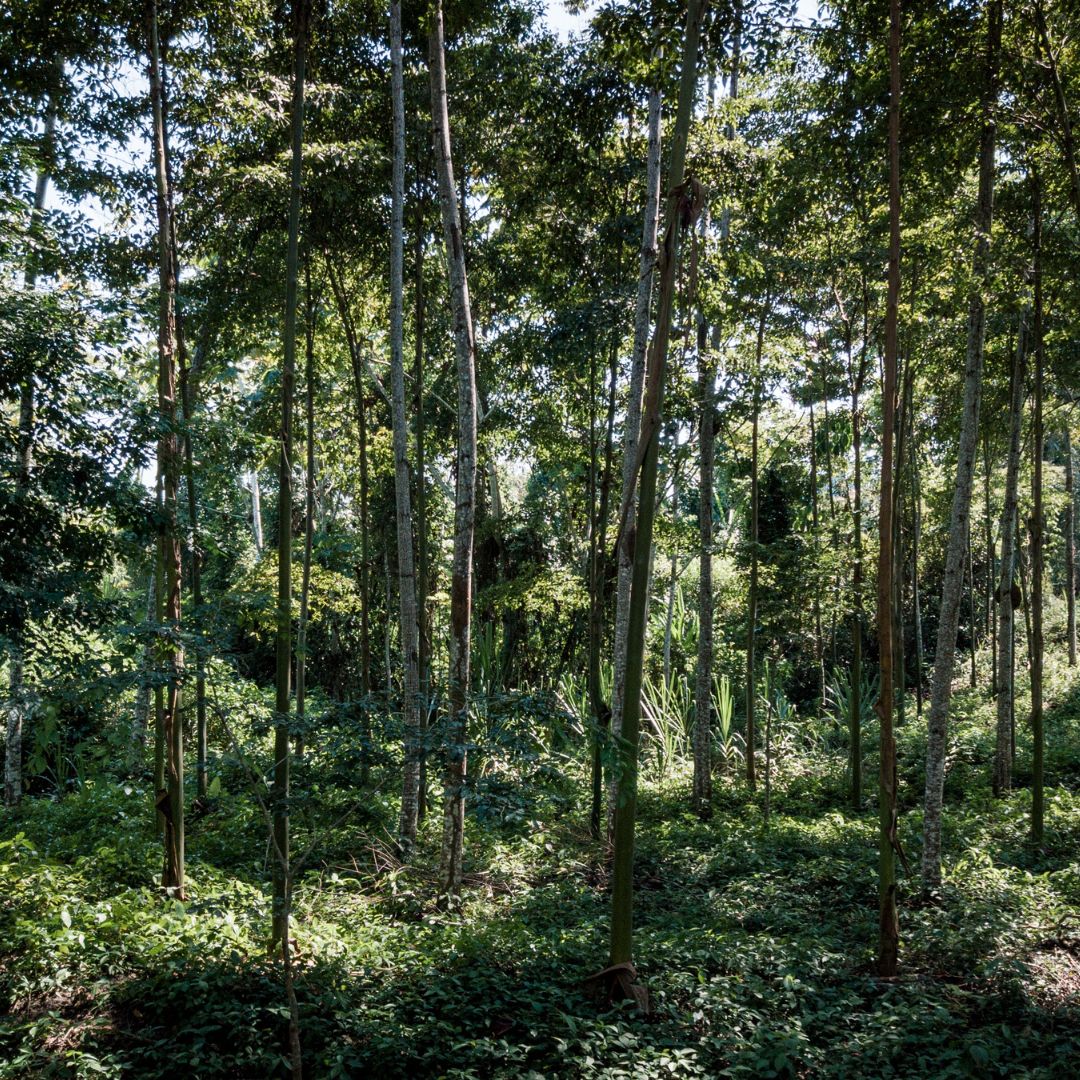 Investing in Agroforestry in Peru and Mangrove Restoration in Indonesia with Partner PUR